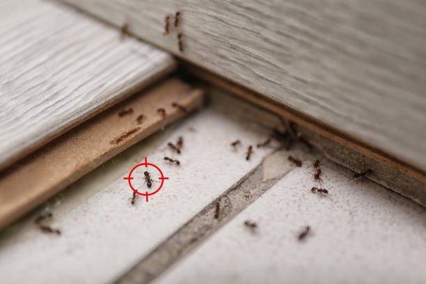 Spider Control Near Me in Galesville, WI