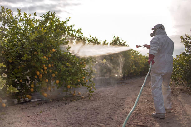 Best Termite Control Services  in Galesville, WI