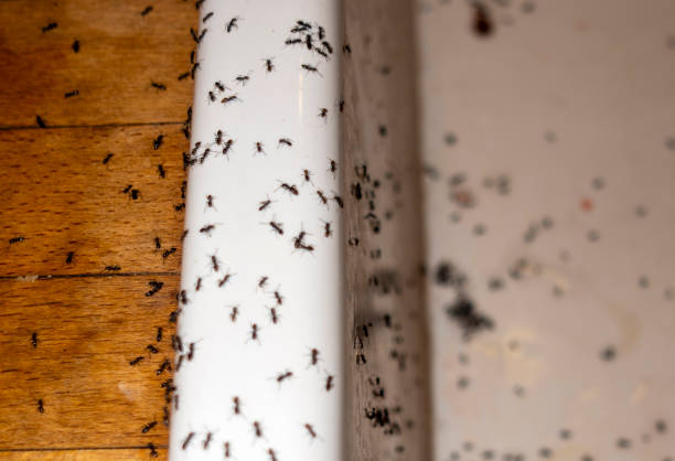 Best Insect Control  in Galesville, WI