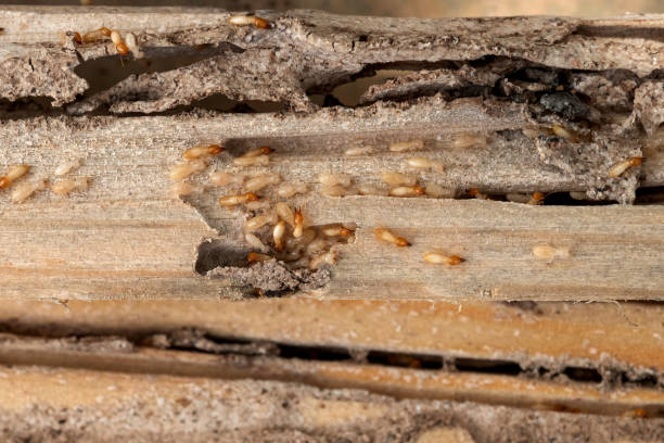 Professional Pest Control in Galesville, WI
